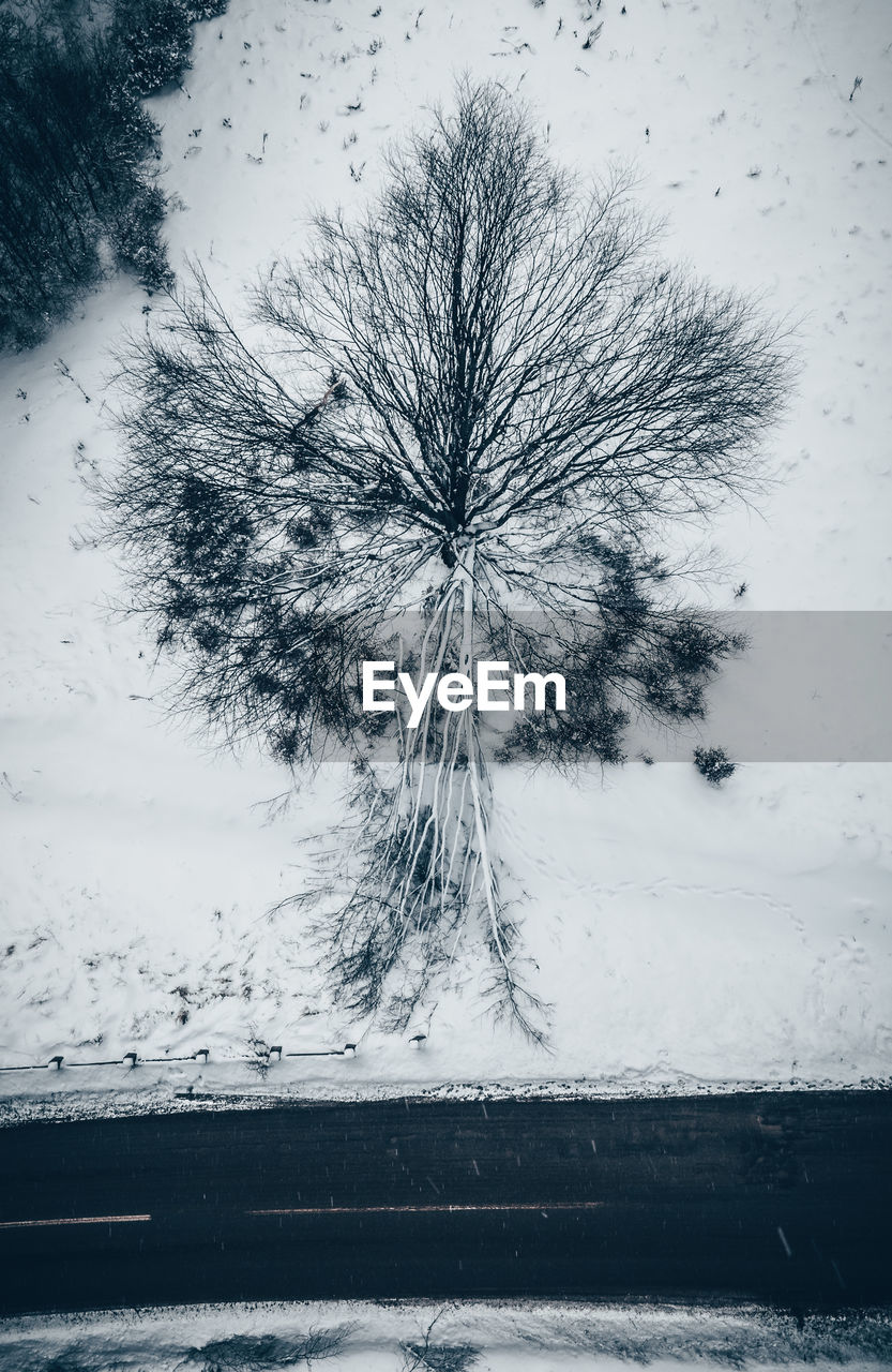 Tree on snow covered landscape