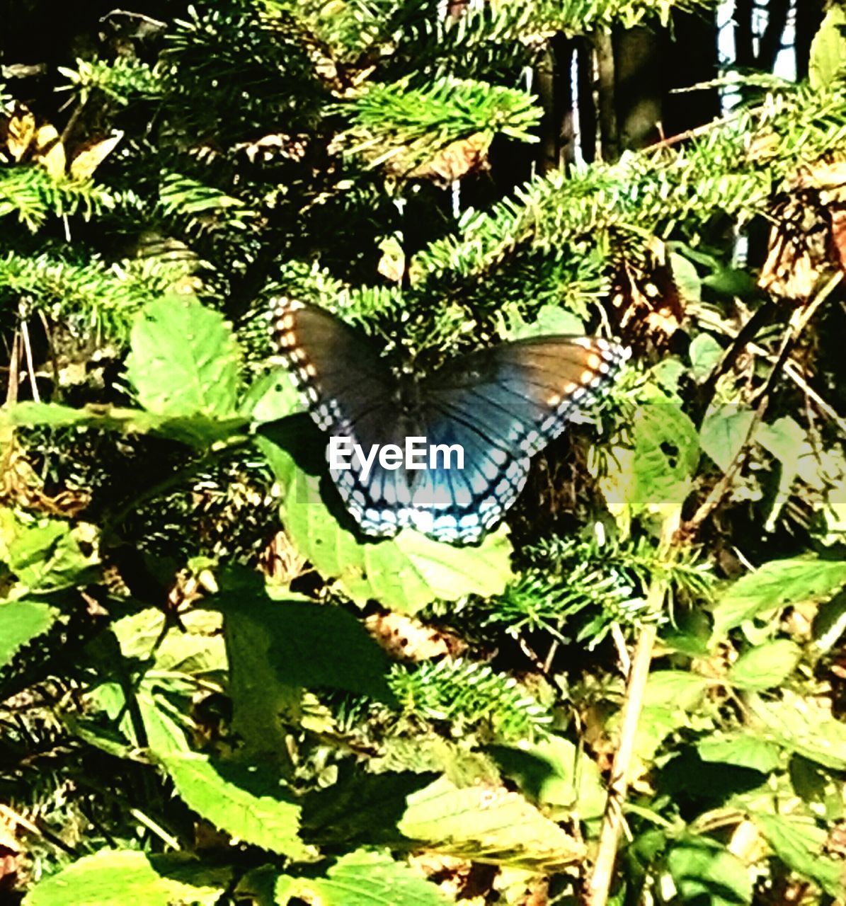 CLOSE-UP OF BUTTERFLY BY PLANTS