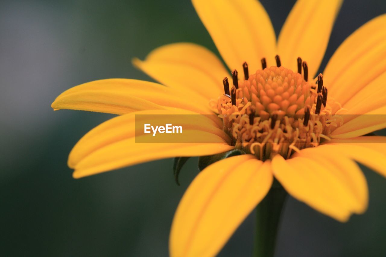 Close-up of orange flower blooming outdoors