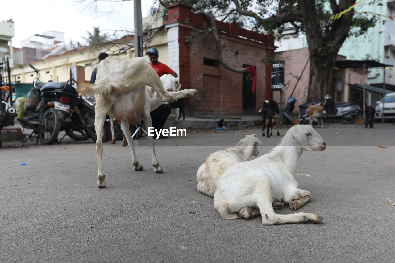 animal, mammal, animal themes, domestic animals, pet, city, street, architecture, group of animals, livestock, building exterior, transportation, road, built structure, cattle, day, city street, nature, outdoors, vehicle