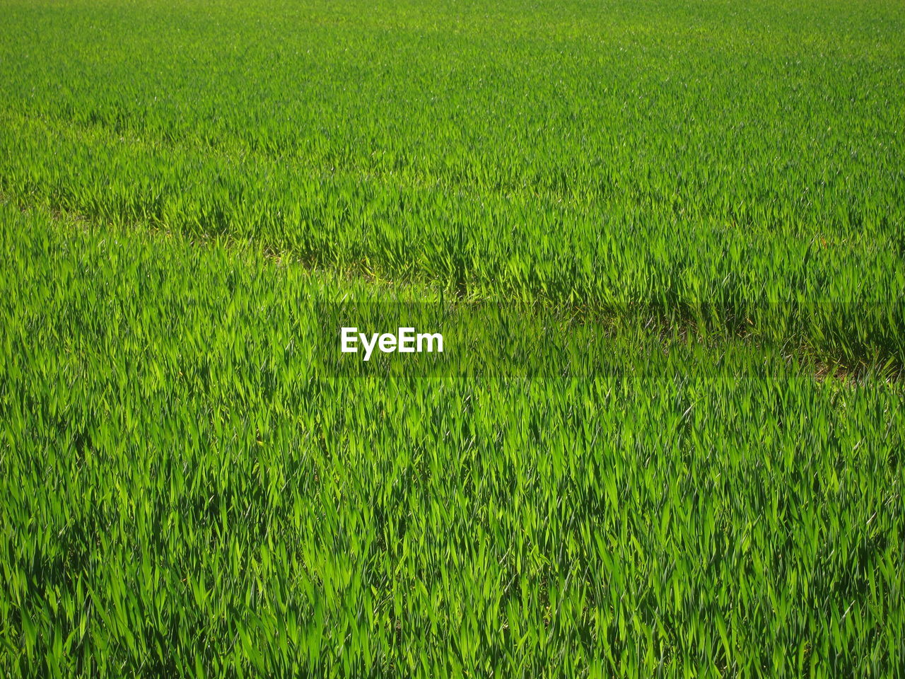SCENIC VIEW OF RICE PADDY