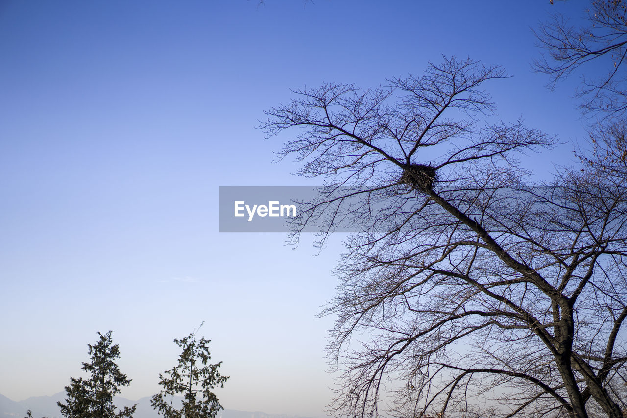 LOW ANGLE VIEW OF BARE TREE AGAINST CLEAR SKY