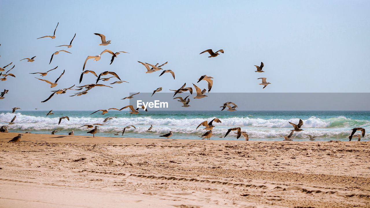 FLOCK OF SEAGULLS AT BEACH