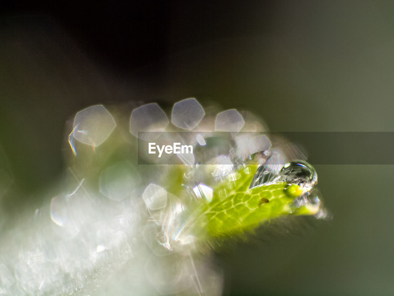 Macro shot of water drops on plant