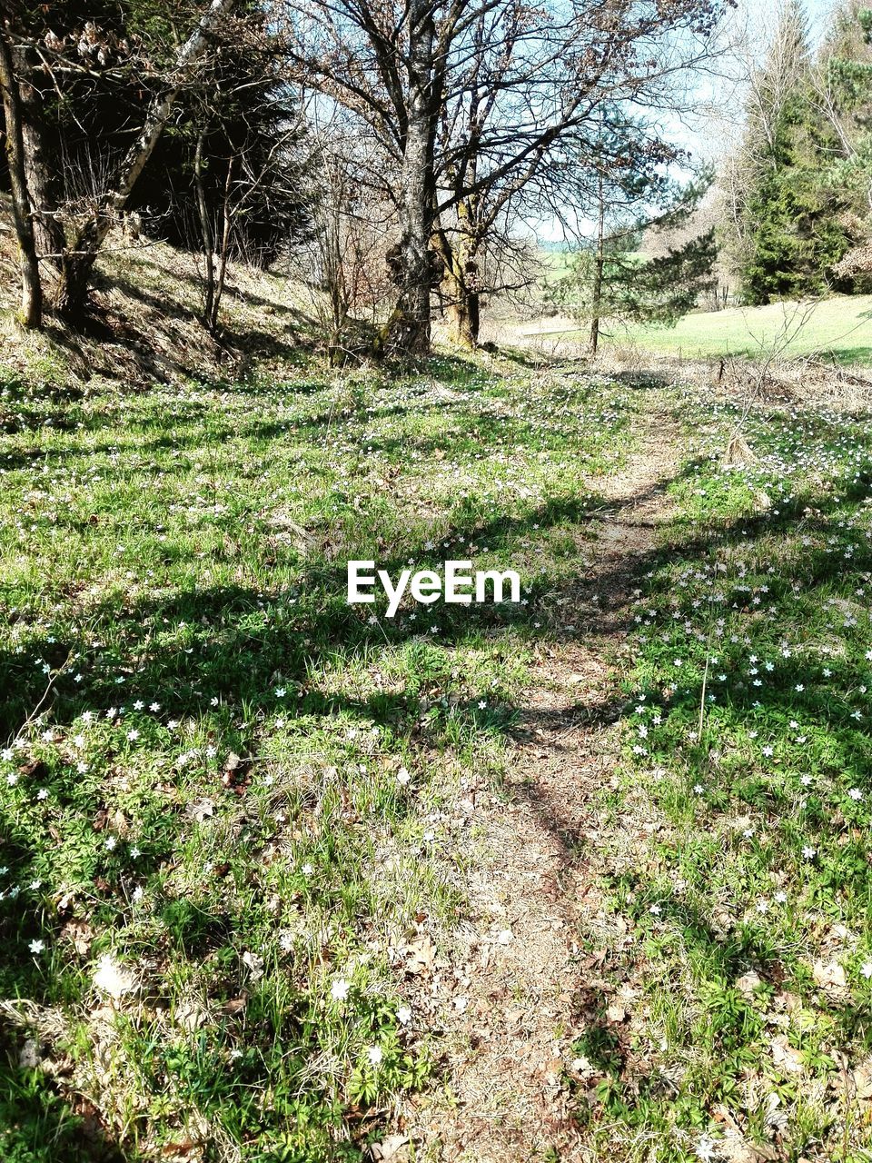 PLANTS GROWING ON LAND