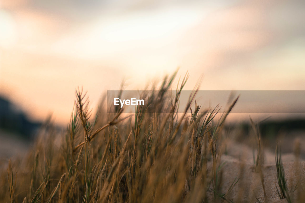 Close-up of wheat field against sky during sunset