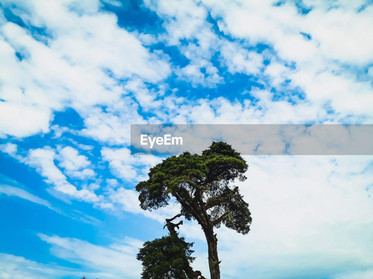 LOW ANGLE VIEW OF TREES AGAINST SKY