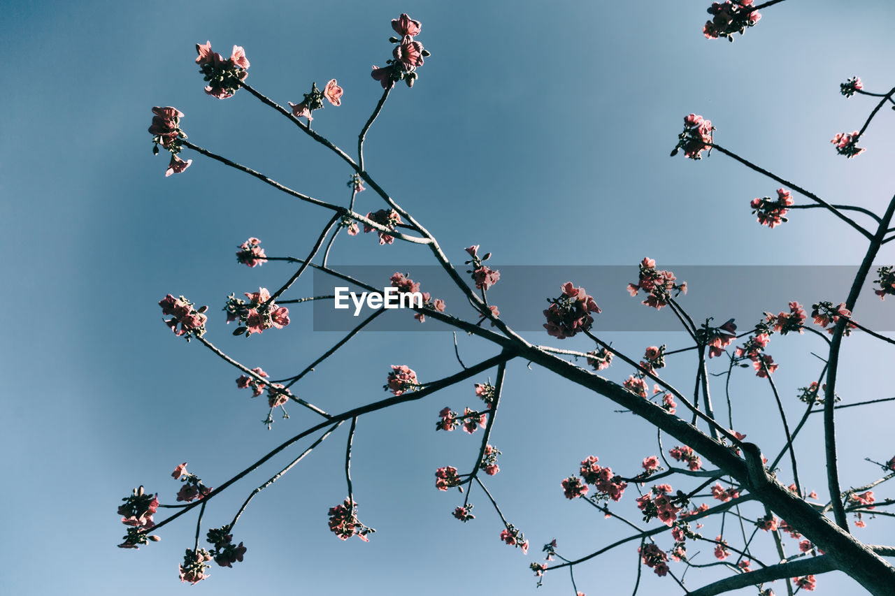 LOW ANGLE VIEW OF CHERRY BLOSSOMS AGAINST CLEAR SKY