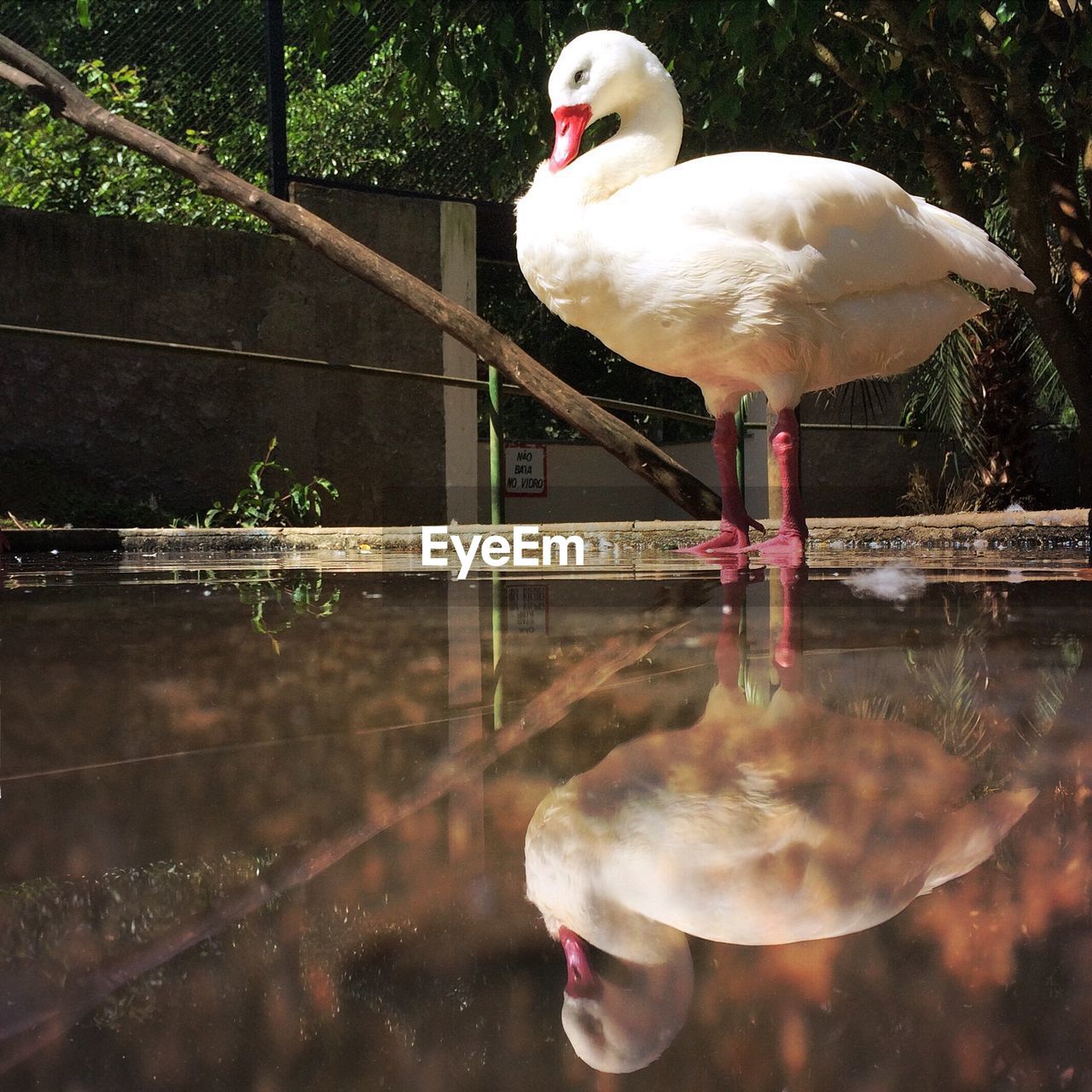 CLOSE-UP OF WHITE BIRD