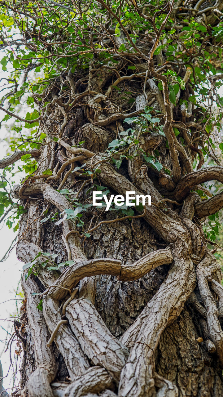 LOW ANGLE VIEW OF TREES