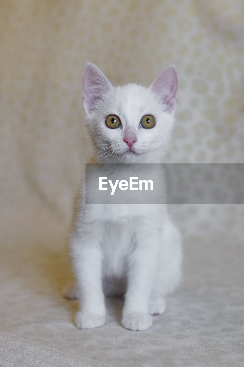 pet, cat, animal themes, domestic animals, animal, mammal, domestic cat, one animal, feline, portrait, small to medium-sized cats, felidae, looking at camera, kitten, whiskers, cute, white, sitting, young animal, indoors, no people, carnivore, turkish angora, front view, looking, eye, full length