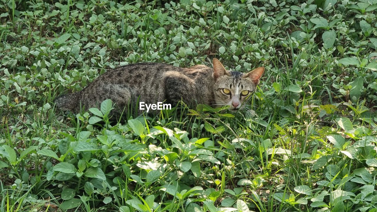 animal, animal themes, one animal, plant, green, mammal, cat, wild cat, bobcat, nature, no people, wildlife, growth, plant part, leaf, grass, feline, pet, land, animal wildlife, lynx, domestic animals, field, domestic cat, day, jungle, carnivore, small to medium-sized cats, outdoors