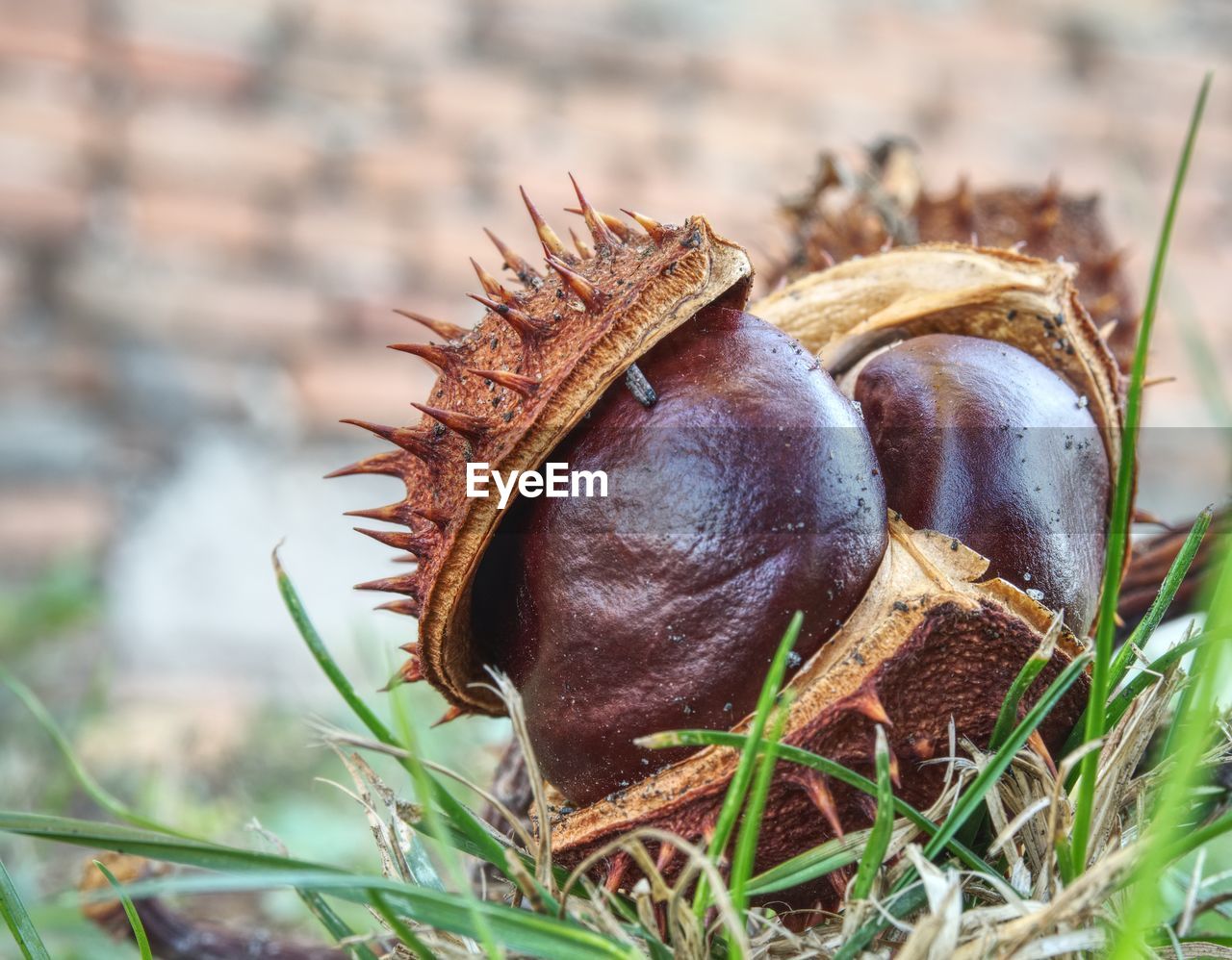 Autumn leaves and chestnuts in green grass, very low ankle view. open broken peel with fresh nut