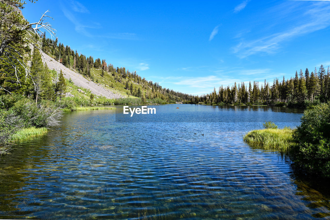 SCENIC VIEW OF LAKE BY TREES AGAINST BLUE SKY