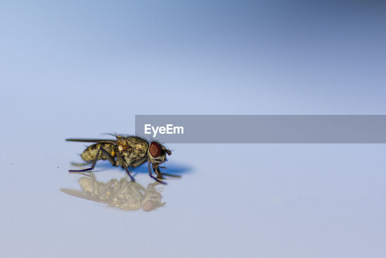 Macro shot of housefly with reflection against colored background