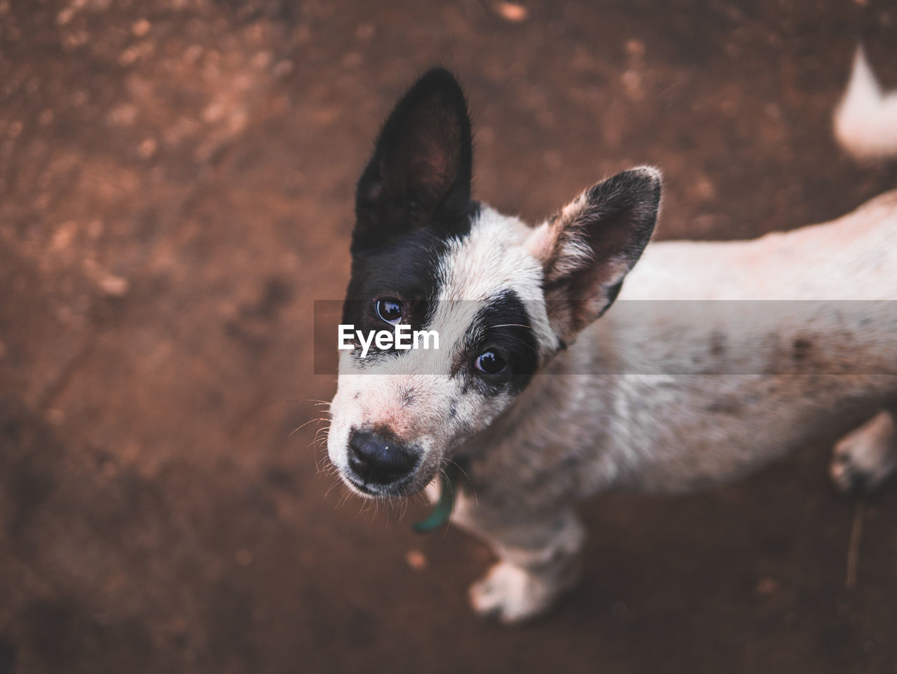 CLOSE-UP PORTRAIT OF DOG