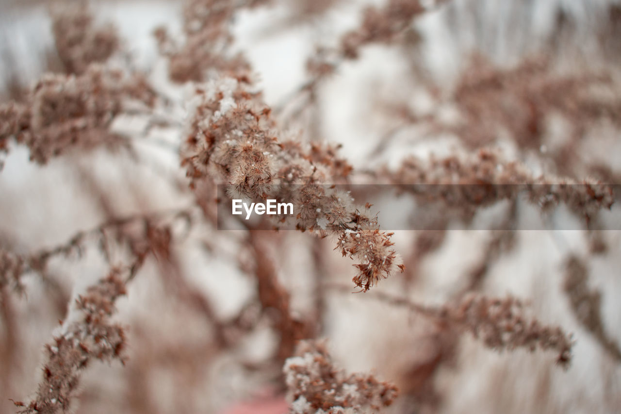 Close-up of snow on  a dead plant.