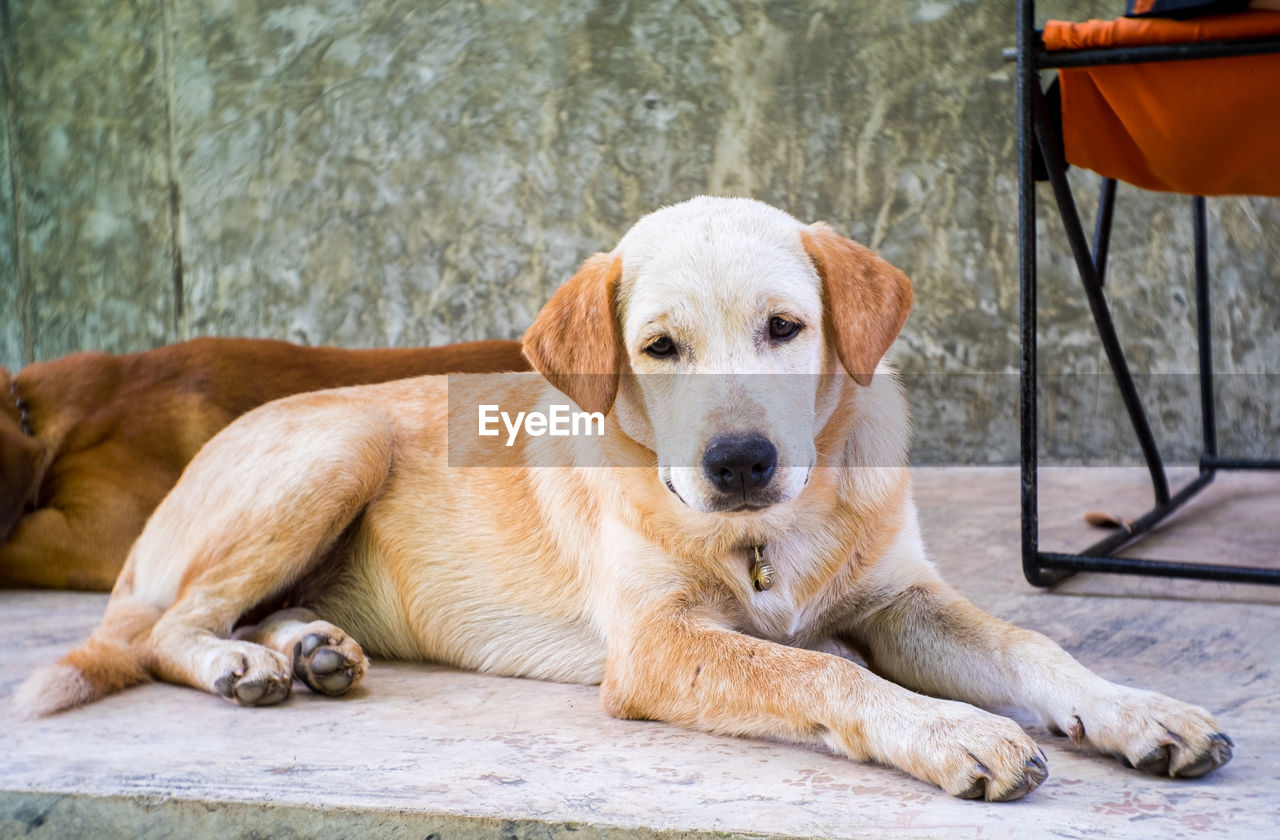 Young light brown dog playing outside smiles