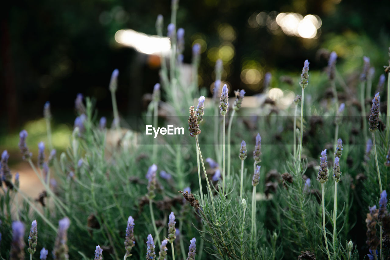 plant, nature, flower, flowering plant, grass, growth, beauty in nature, green, field, land, focus on foreground, no people, freshness, close-up, lavender, fragility, purple, outdoors, selective focus, meadow, wildflower, macro photography, tranquility, day, environment