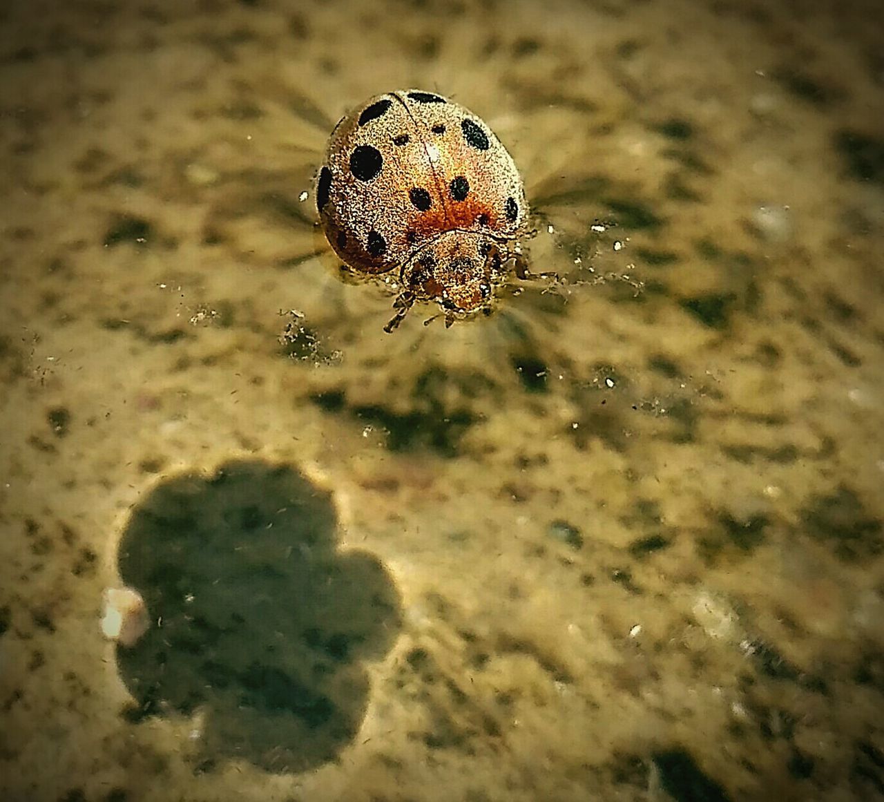 CLOSE-UP OF LADYBUG ON WATER
