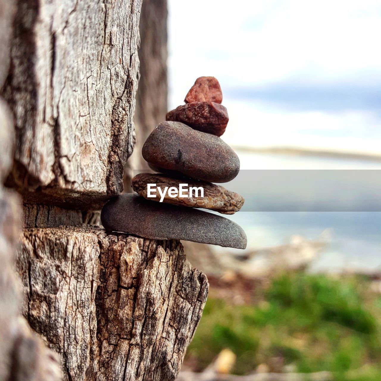 Close-up of tree trunk