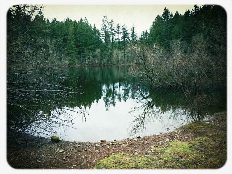 REFLECTION OF TREES IN WATER