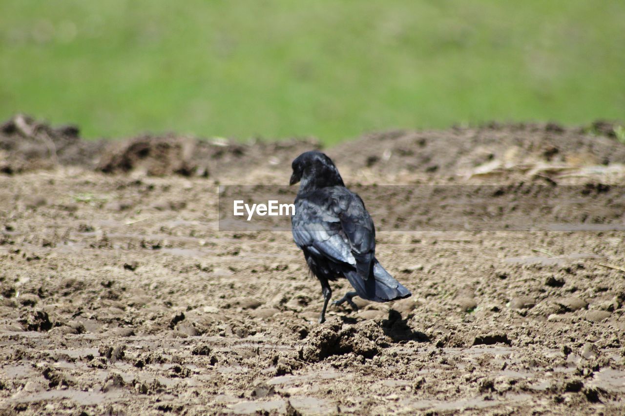 BIRD ON A FIELD