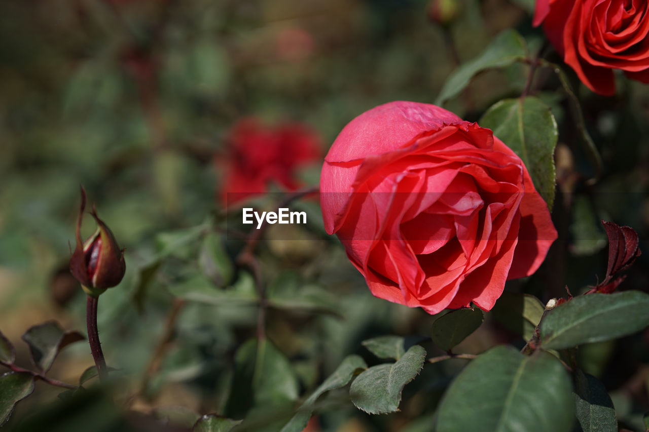CLOSE-UP OF ROSE PLANT