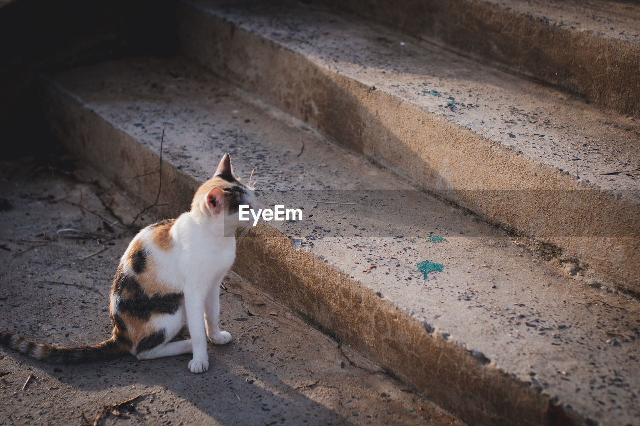 HIGH ANGLE VIEW OF CAT LOOKING AWAY ON FOOTPATH