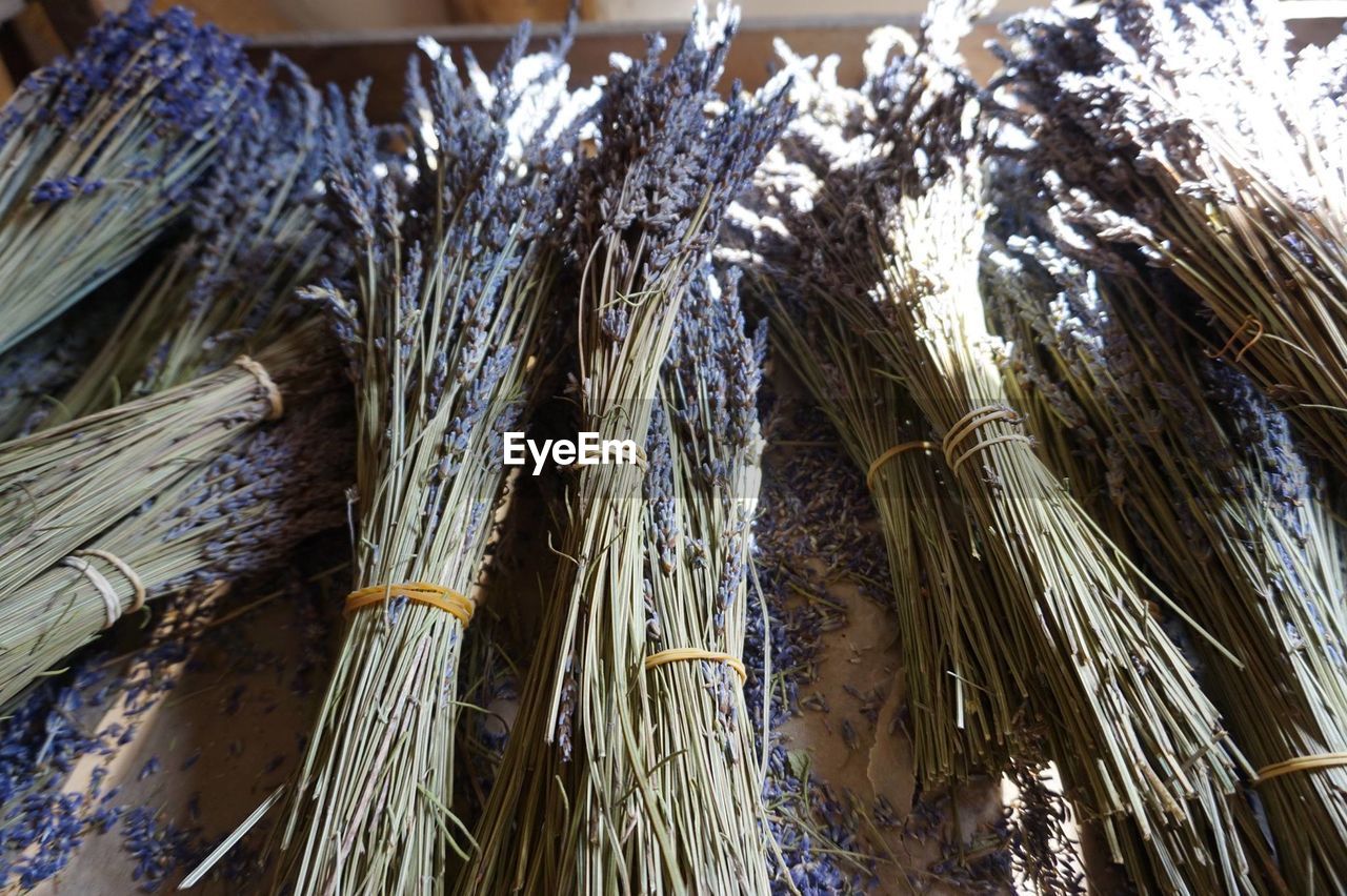 LOW ANGLE VIEW OF DRY PLANTS HANGING IN FARM