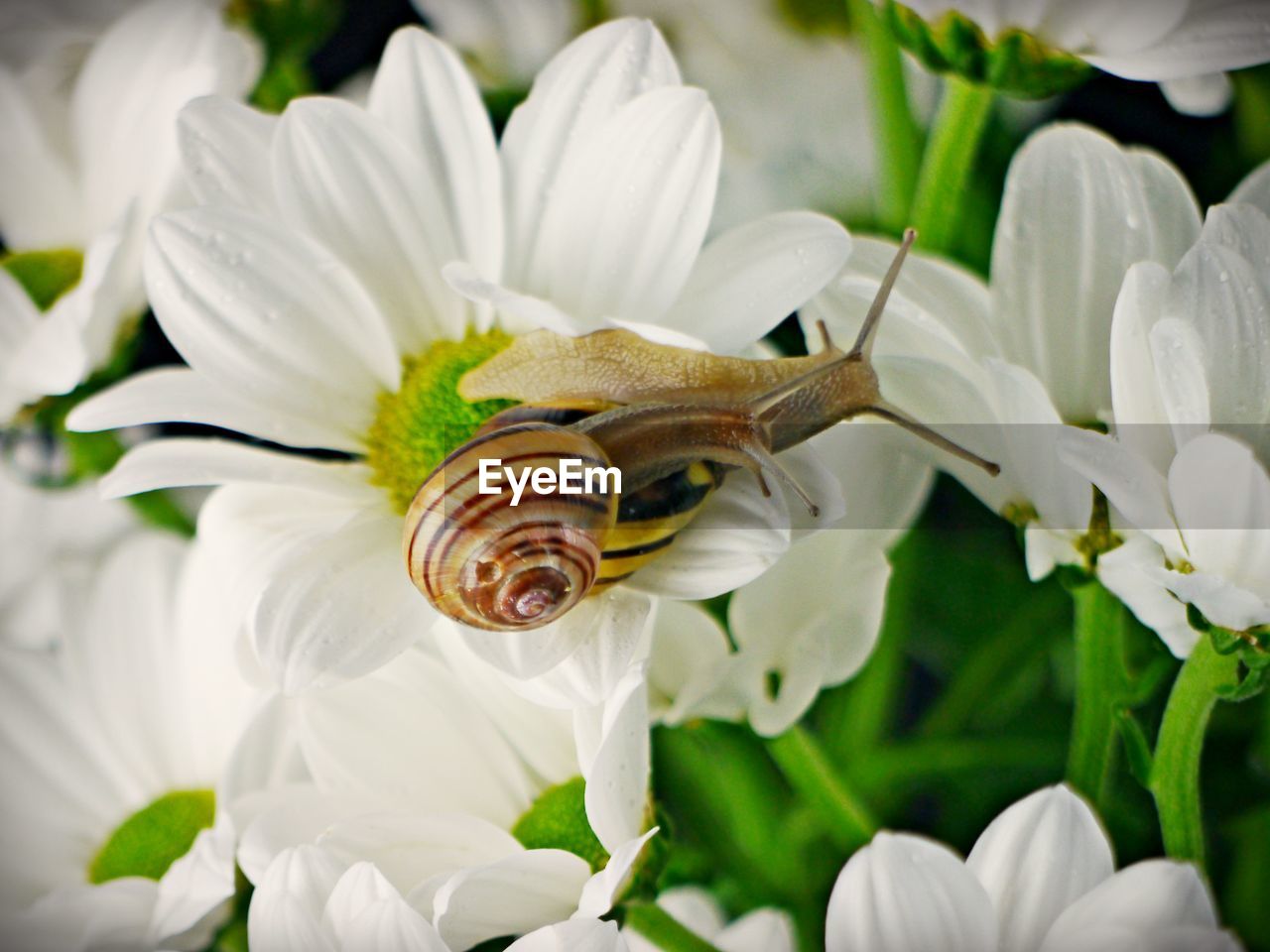 CLOSE-UP OF WHITE BUTTERFLY