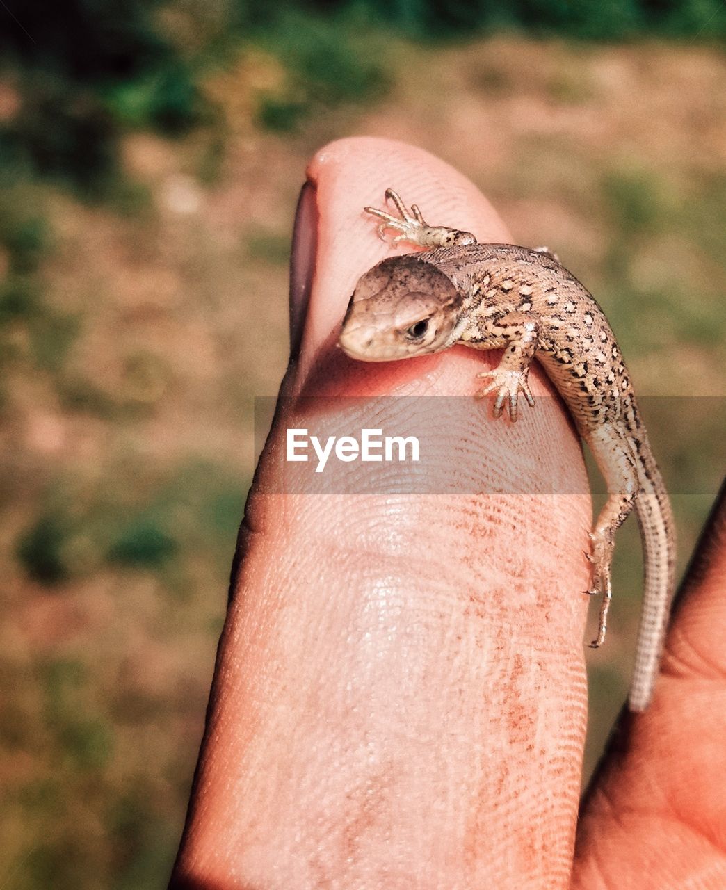 CLOSE-UP OF HAND HOLDING LEAF