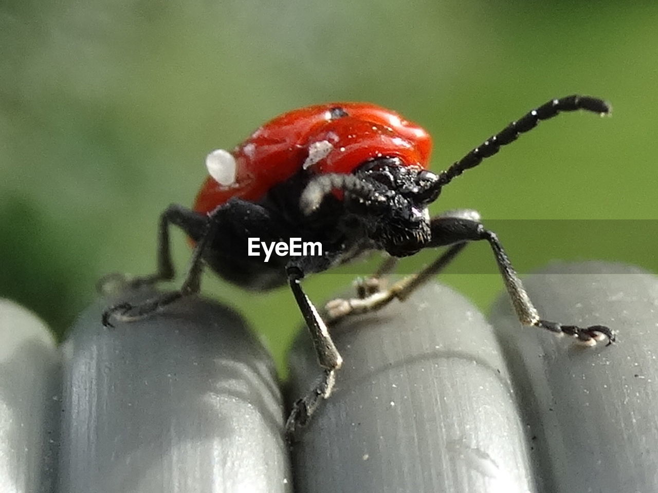 CLOSE-UP OF LADYBUG ON RED LEAF