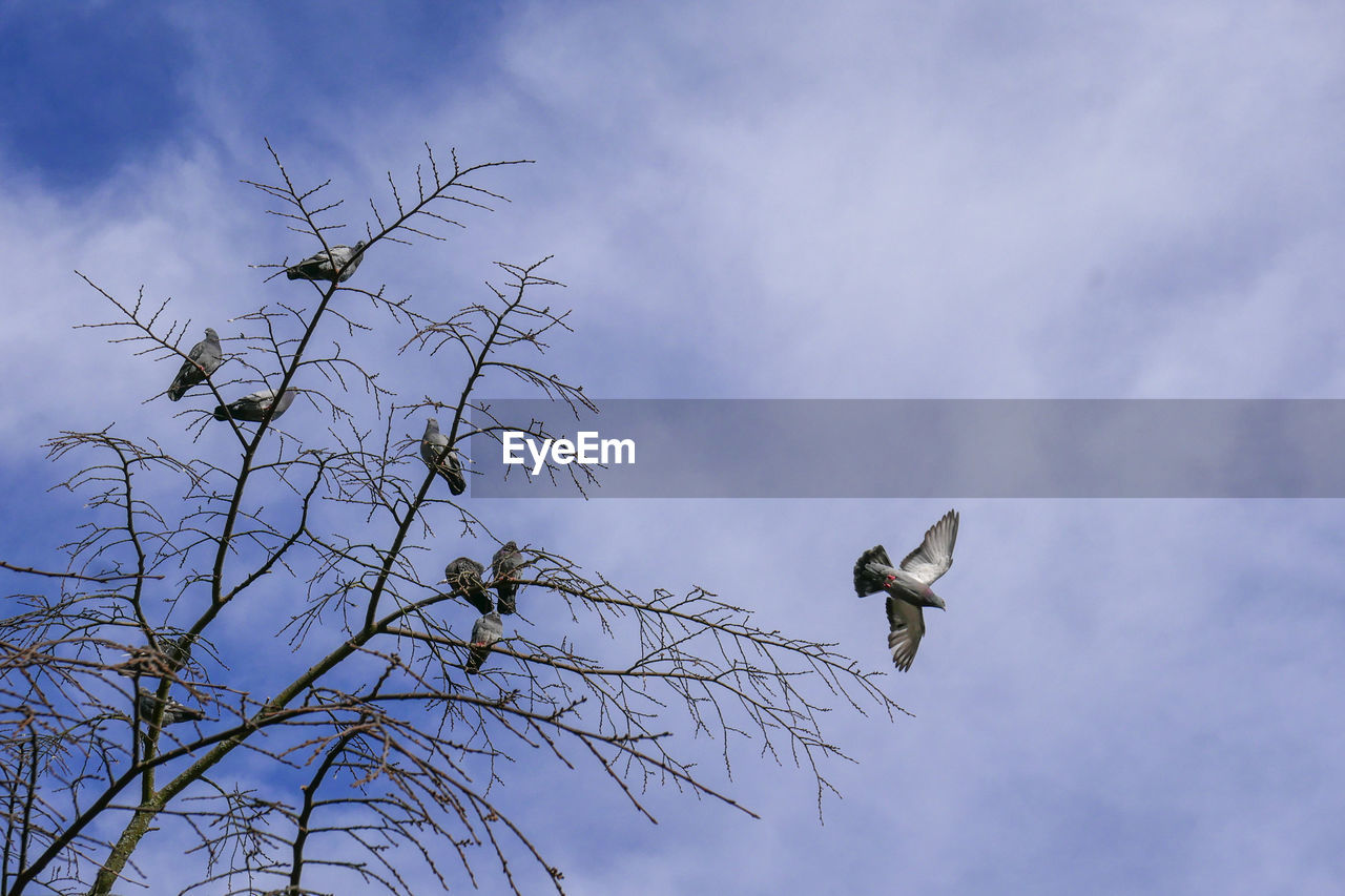 Low angle view of pigeons perching on tree against sky