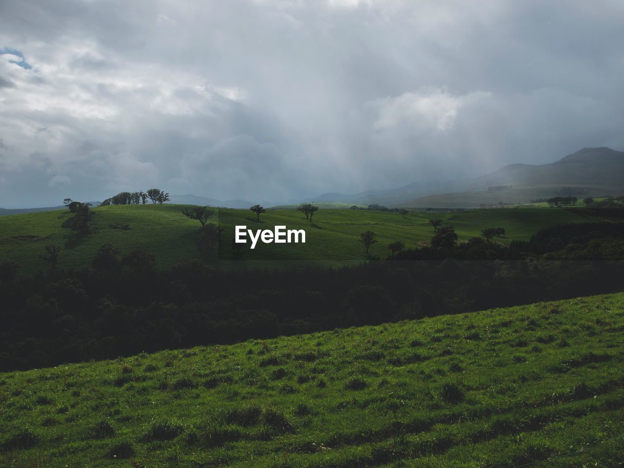 SCENIC VIEW OF TREES ON FIELD AGAINST SKY