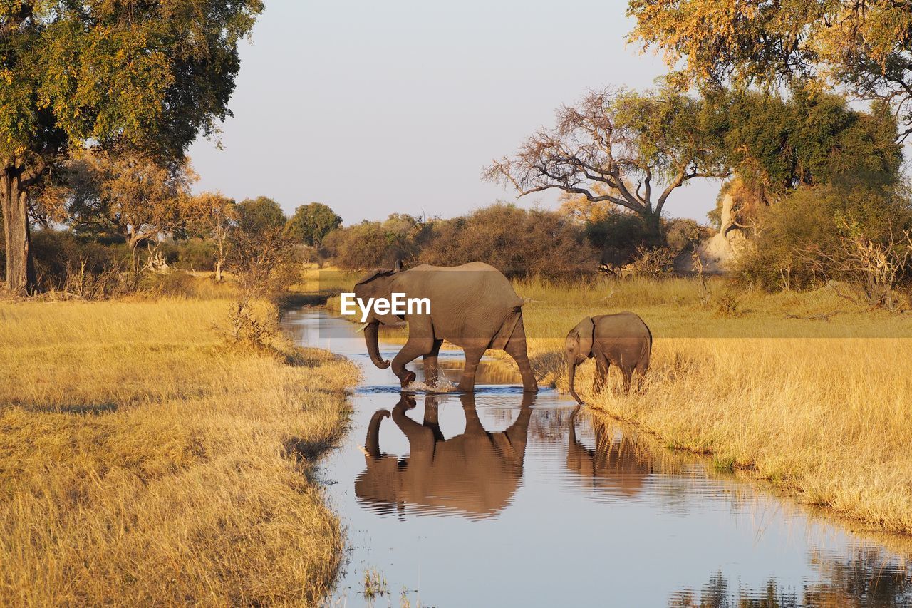 Side view of elephant and calf crossing stream in forest
