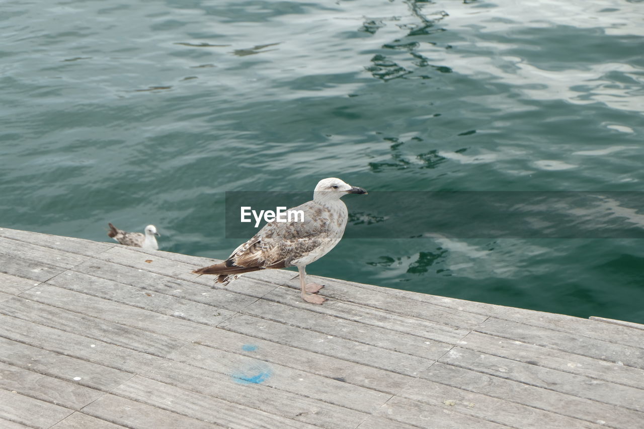 HIGH ANGLE VIEW OF SEAGULL PERCHING ON WOODEN PIER