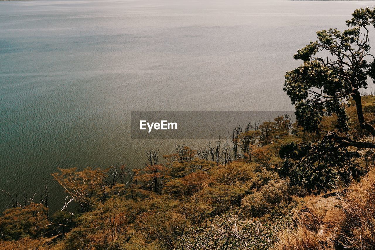 High angle view of trees and plants in forest