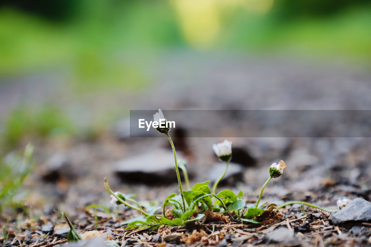 Beautiful Beautiful Nature Morning Tree Wildflower Beauty Beauty In Nature Beauty In Nature Close-up Flower Flowers Forest Forestwalk Fragility Freshness Growth No People Outdoors Plant Selective Focus Vulnerability