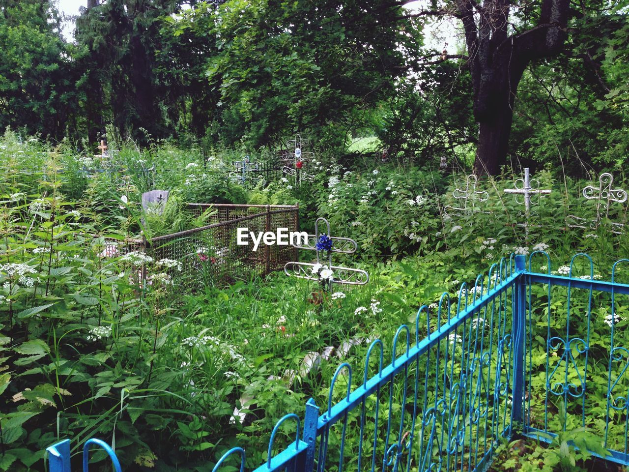 VIEW OF PLANTS GROWING ON FENCE