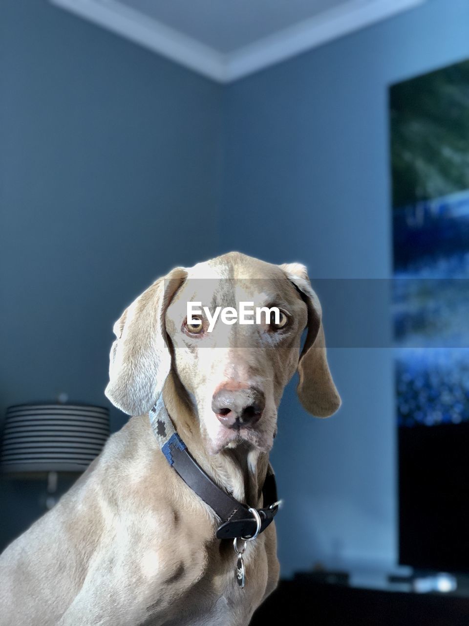 CLOSE-UP PORTRAIT OF A DOG ON FLOOR