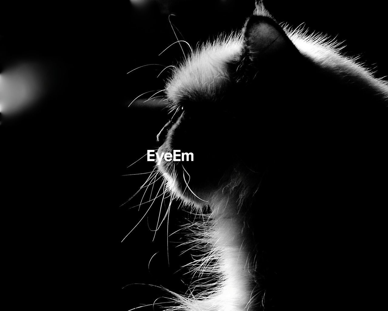 CLOSE-UP OF A CAT ON BLACK BACKGROUND