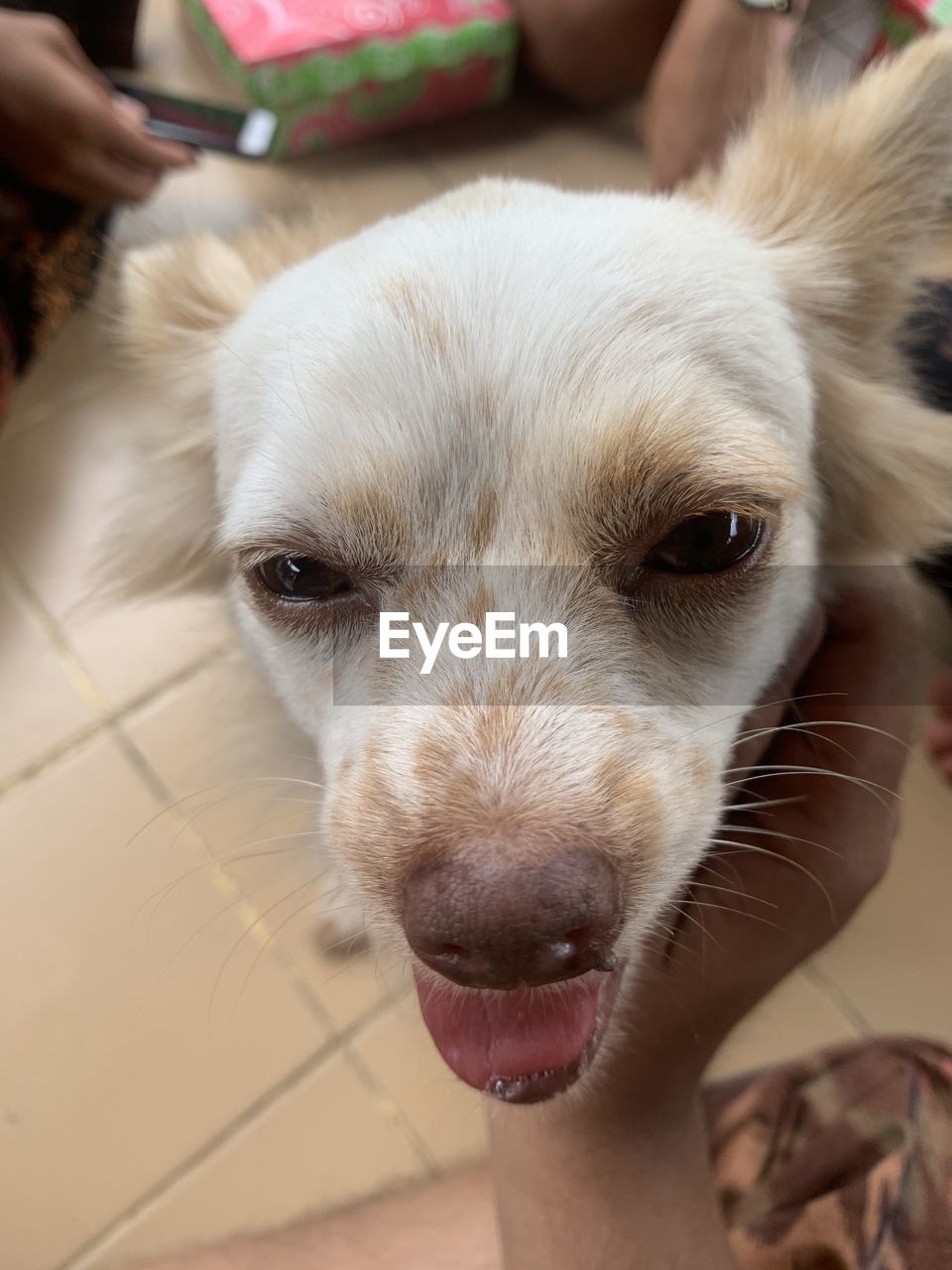 CLOSE-UP PORTRAIT OF DOG STICKING OUT TONGUE OUTDOORS