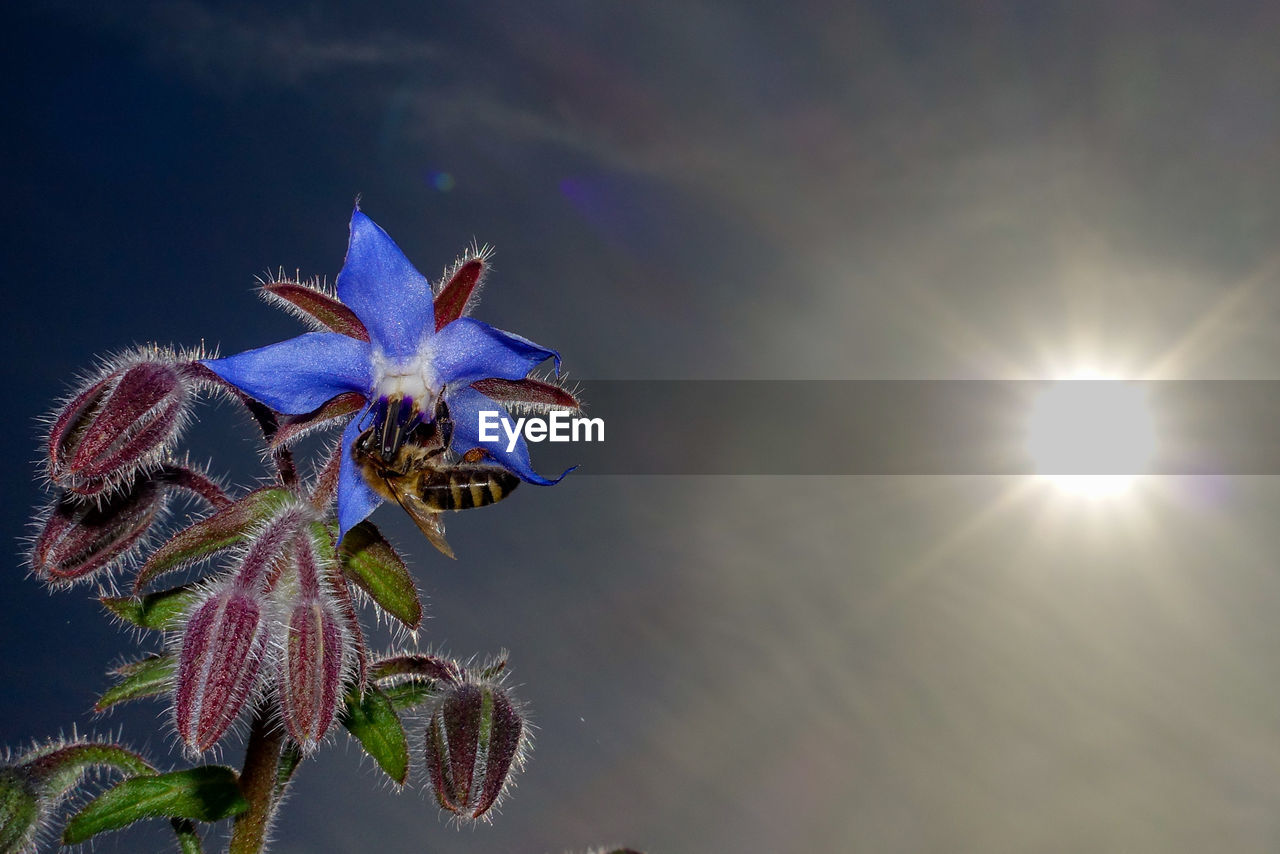 Close-up of purple flowering plant against blue sky on sunny day