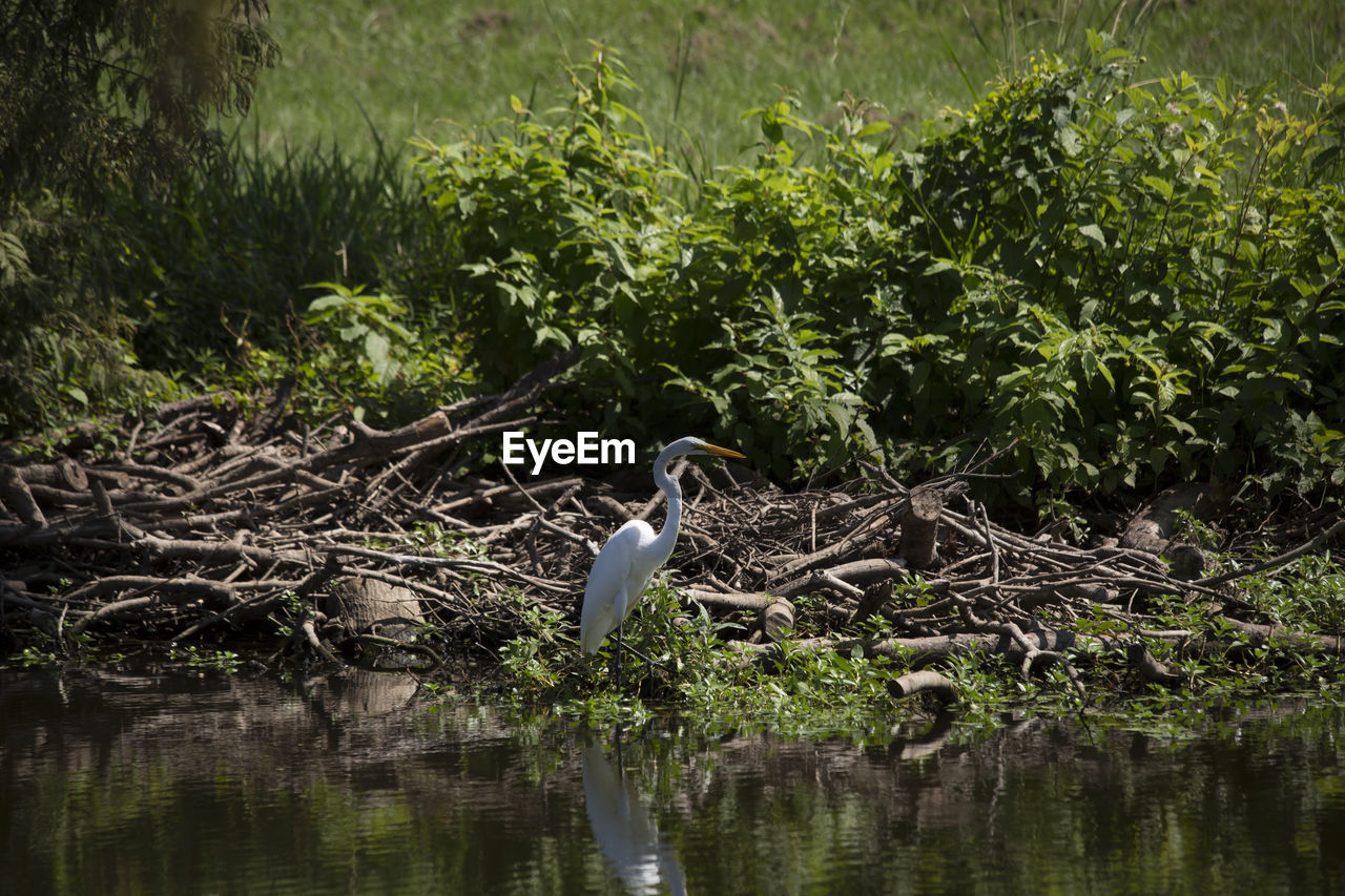 BIRDS PERCHING ON A LAKE