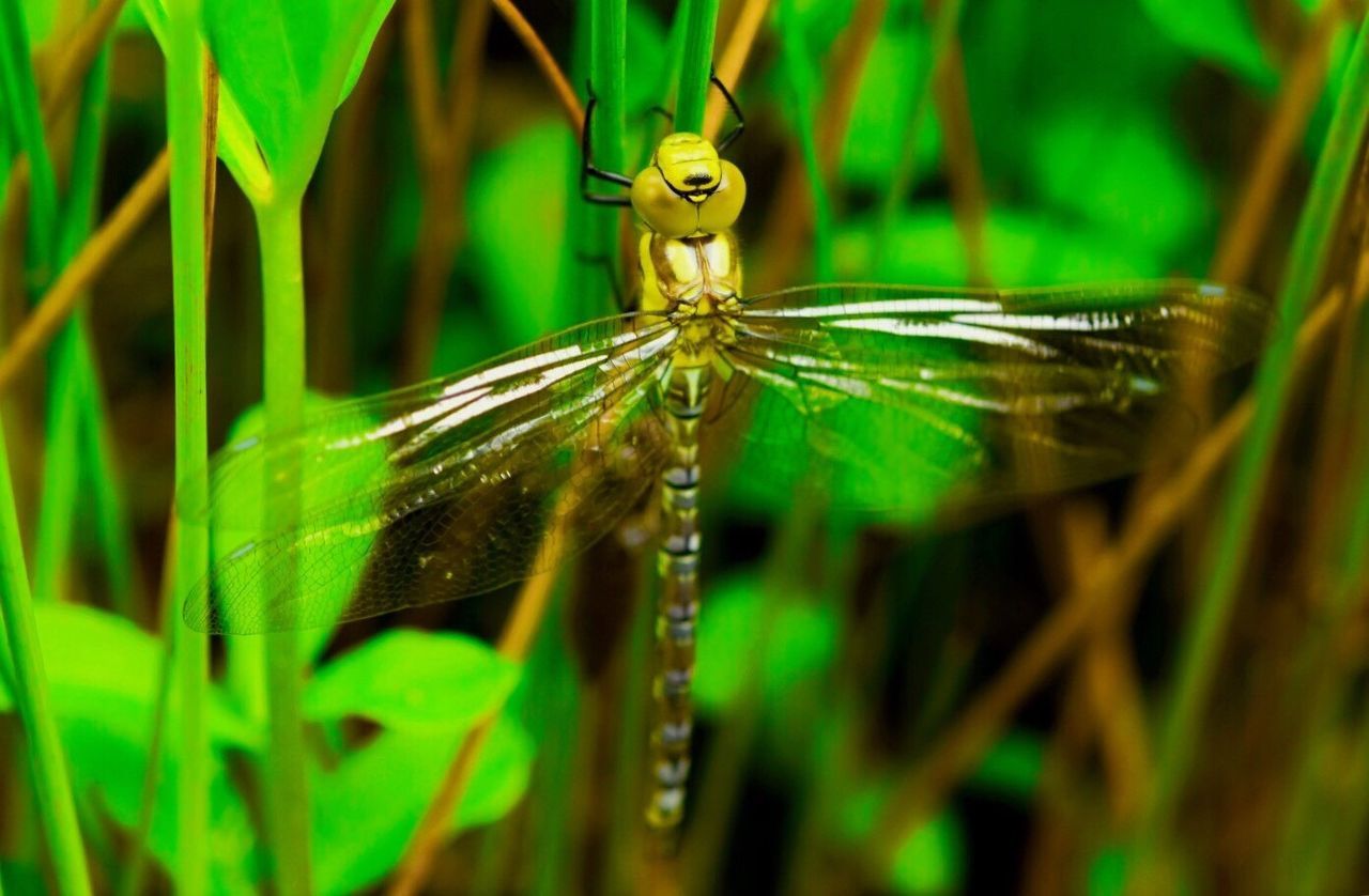 Close-up of dragonfly on plant