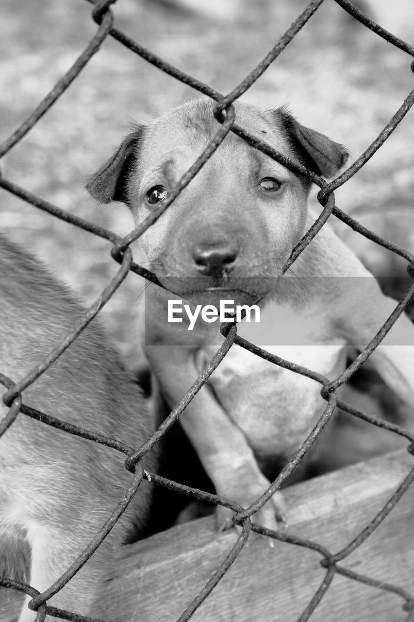 Close-up portrait of puppy behind chainlink fence
