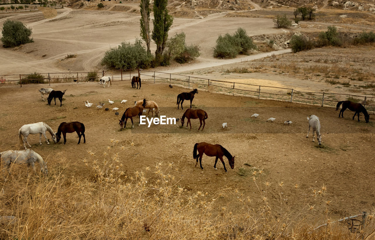 Horses grazing on field