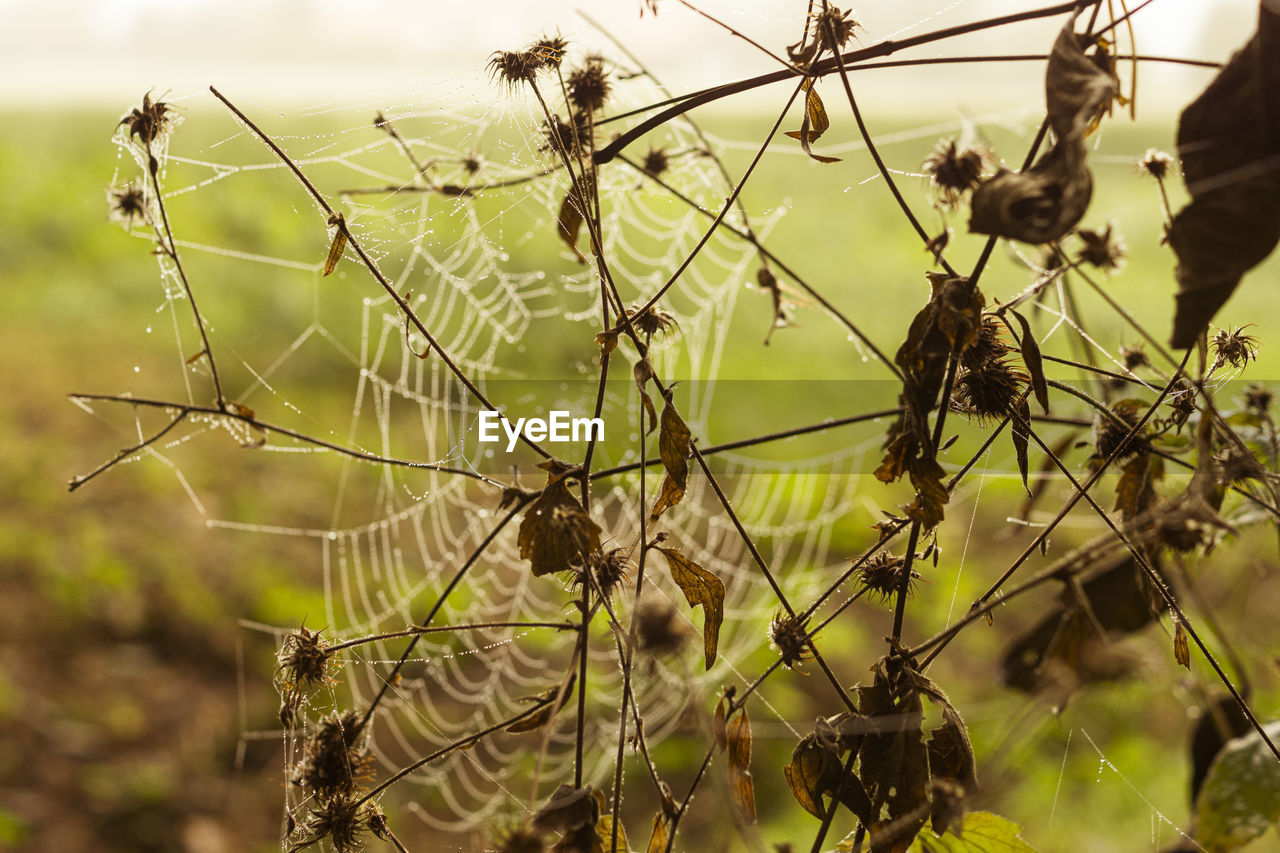 CLOSE-UP OF SPIDER WEB ON PLANT