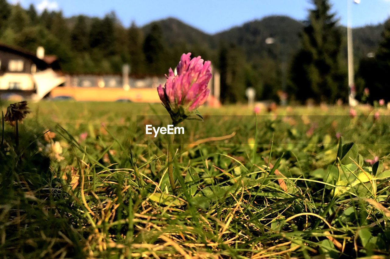 CLOSE-UP OF FLOWERS GROWING IN FIELD